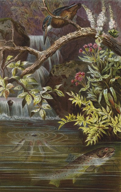 Brown Trout by European School